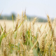 Il-processo-Nutrient,-Hazard-Analysis-and-Critical-Control-Point-(NACCP)-per-la-filiera-agroalimentare