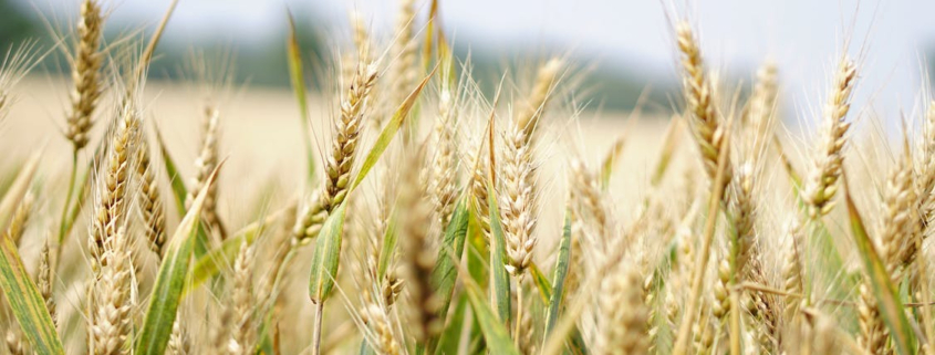 Il-processo-Nutrient,-Hazard-Analysis-and-Critical-Control-Point-(NACCP)-per-la-filiera-agroalimentare