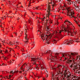 acidi-grassi-tumore-al-sangue
