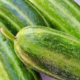 cucumarazzu-carosello-salentino