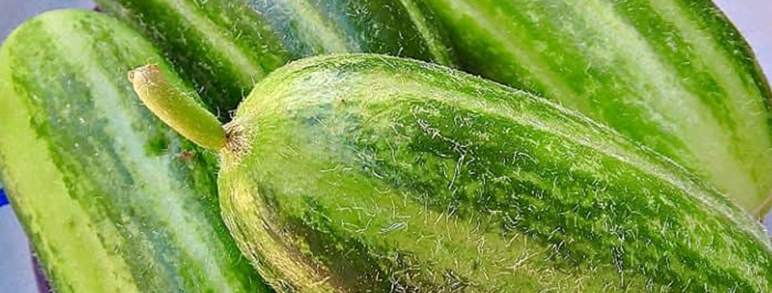 cucumarazzu-carosello-salentino