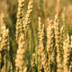 grano