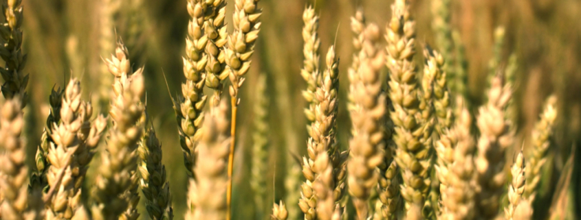 grano