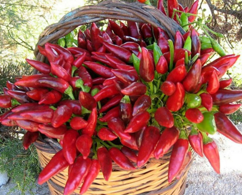 peperoncino-che-passione