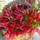 peperoncino-che-passione