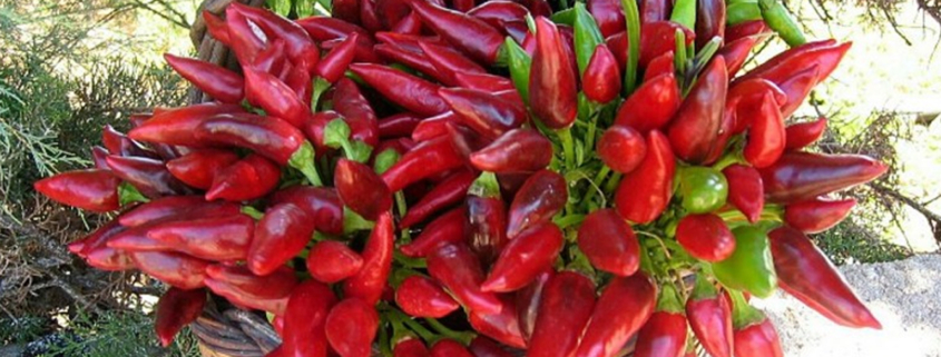 peperoncino-che-passione